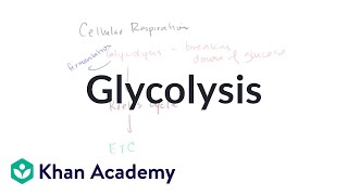 Glycolysis