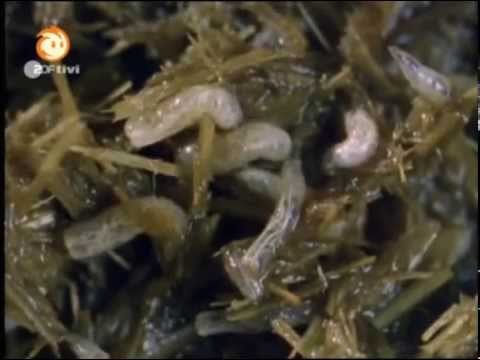 Löwenzahn Folge 85 Für Kinder