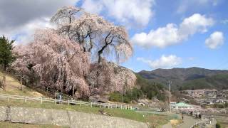 preview picture of video '長野県　高遠城址と勝間薬師堂のしだれ桜'