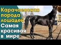 Карачаевские лошади, пожалуй самые красивые лошади в мире.Карачаевская порода ...
