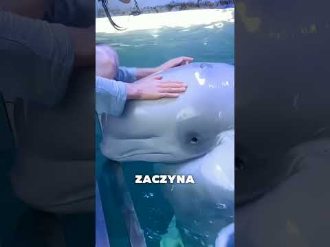 Ta Białucha Płacze Jak Małe Dziecko