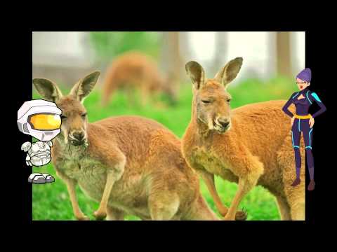 All About Kangaroos: A kids Picture Book About Kangaroos