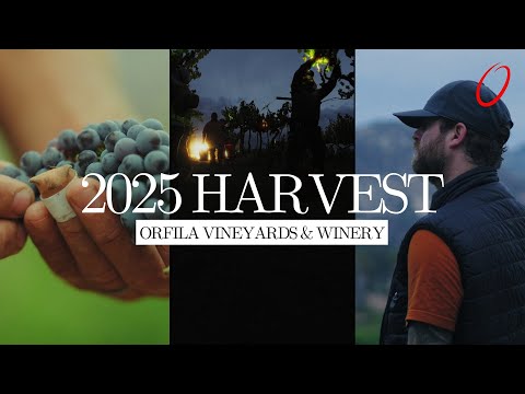 Inside the 2025 Harvest | Orfila Winery (Full Documentary)
