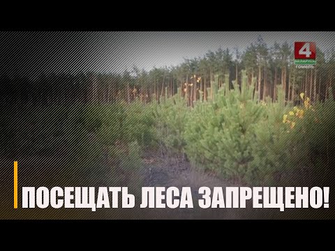 В Беларуси в лес ходить можно только в одном из 118 районов видео
