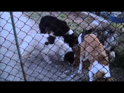 Nanu Madalina - Romanian Dog Rescuer