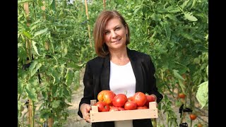 Safranbolu Belediyesi Tarımda İlk Hasadını Yaptı