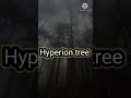 Tallest Tree Of The World Shortvideo Hyperion Tree