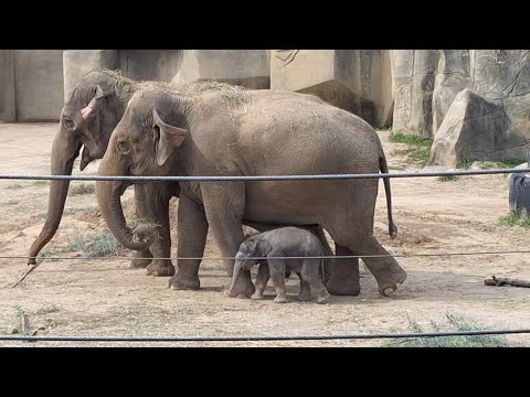 Baby Girl Elephant at Columbus Zoo August 4th 2025