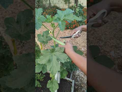 How to Cook Okra and Eggplant Perfectly Every Time