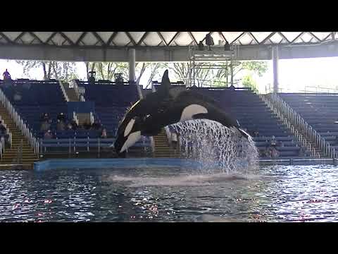 Kamea back dive Training Session - Aug 13, 2020 - SeaWorld San Antonio