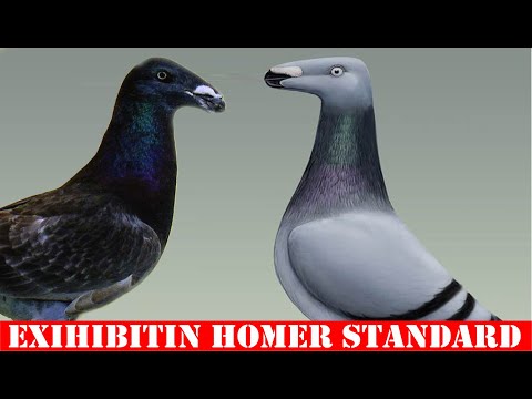 , title : 'Exhibition Homer Pigeon Information | Standard, Characteristics, Color, Uses, Origin & Appearance'