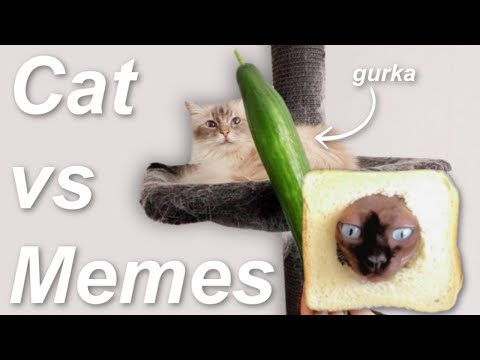 testar kattmemes på mina katter för att jag har katter (och Lisa)