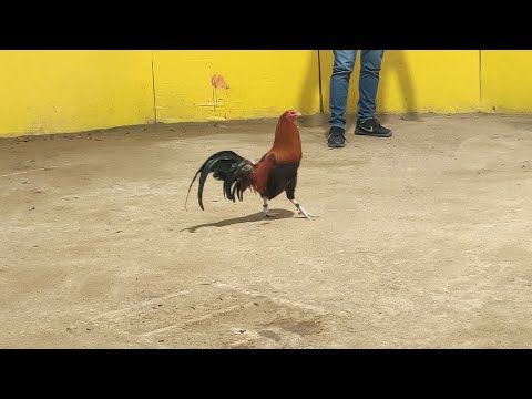 Hatch, Leiper, BrownRed, WarHorse, Mclean, Sweater, Kelso, Albany, Roundhead, Miner blue Claret asil