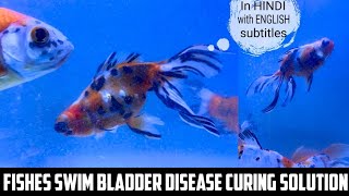 Goldfish or Any fish Swim Bladder Disease Easy Solution|Fish Sitting at the Bottom of the Tank