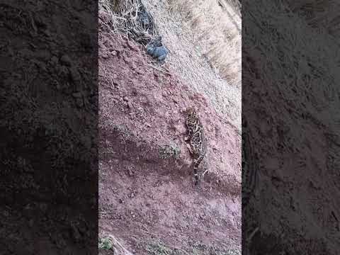 Does the ocelot regret it at the last moment or got scared to hunt the rabbit? #cat #shorts