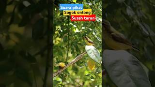 Download lagu Suara pikat sogon susah turun #shortvideo #kicaumania #sogon #sogonindonesia #burung mp3