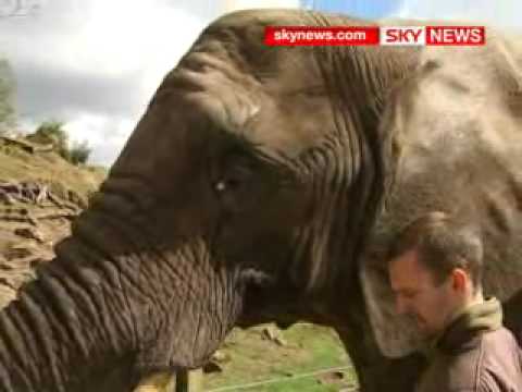Elephant Paints Like A Young Picasso