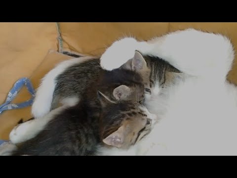 Cute Kittens Are Fighting For Milk But Mother Cat Is Ignoring Them