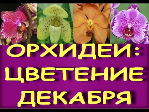 ОРХИДЕИ:предновогоднее ЦВЕТЕНИЕ!!!Декабрь 2021.Цветет  Paphiopedilum concolor (конколор).