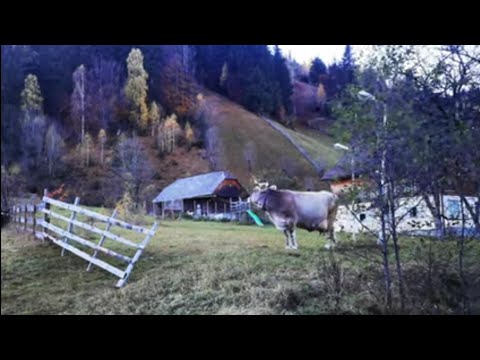 Pensiuni și terenuri de vânzare, Moieciu de sus. Afacere la cheie, agroturism, peisaje de nota 10