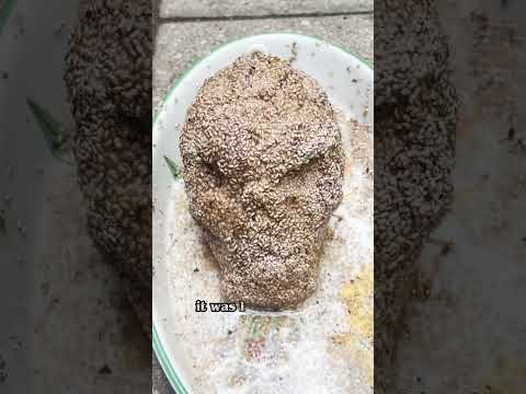 This Chia Pet Skull Did NOT Make It Easy For Me. But I Did It!!!