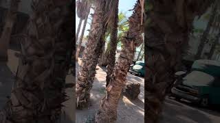 Romanita RV Park video walkthrough
