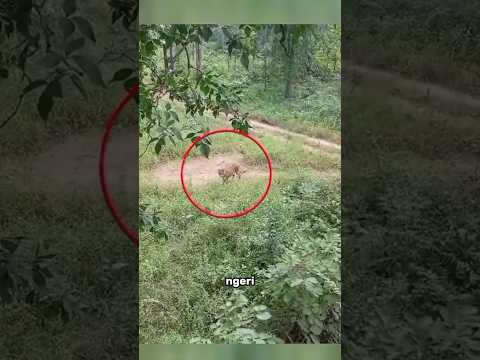 ORANG INI MEMANJAT POHON SAMBIL MEREKAM PENAMPAMPAKAN HARIMAU #shorts