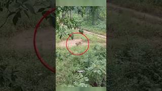 Download lagu ORANG INI MEMANJAT POHON SAMBIL MEREKAM PENAMPAMPAKAN HARIMAU #shorts mp3 Download lagu ORANG INI MEMANJAT POHON SAMBIL MEREKAM PENAMPAMPAKAN HARIMAU #shorts mp3