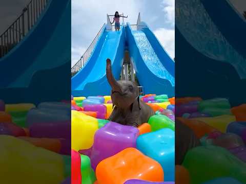 บรีแอนน่า | elephantslide