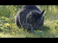 Cat Chasing A Mouse And Then He Eats It
