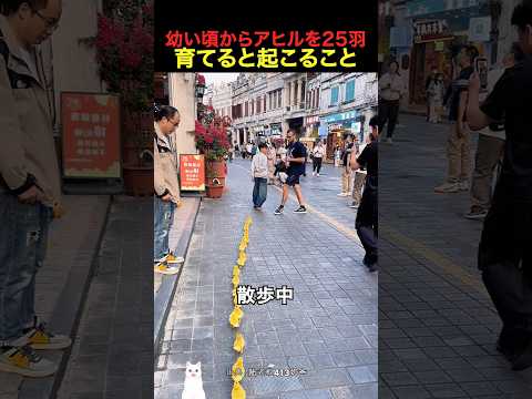 幼い頃からアヒルを25羽育てると起こること