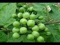 Nenjangootil Neeye Tamil Mp3