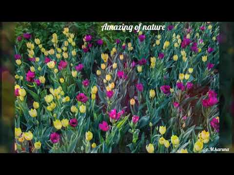 Amazing of beautiful tulip flower at Canada