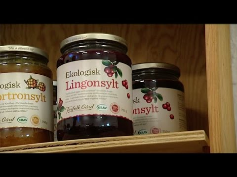 Lingonbråk i Värmland - Nyheterna (TV4)