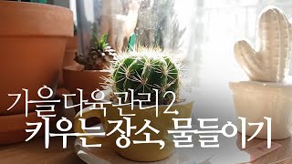 가을 다육이 관리 2. 키우는 장소, 물들이기 succulents/多肉植物/たにくしょくぶつ 289화 #해맑은…
