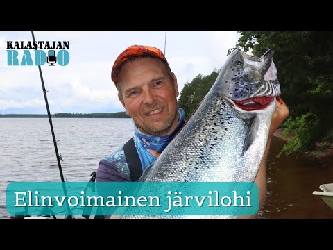 Kalastajan Radio: Elinvoimainen järvilohi