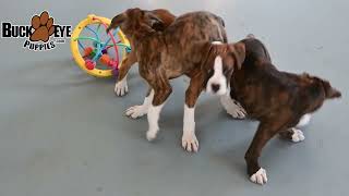 Handsome Boxer Puppies