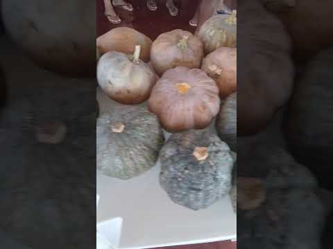 Entrega de verduras no distrito vazante, da associação de moradores de Divinopolis de Goiás