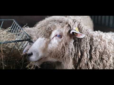 , title : 'Leicester Longwool Sheep - English Rare Breed Sheep'