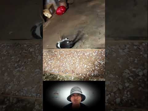 cat and mouse videos #cat #mouse #animals #short #shortvideo