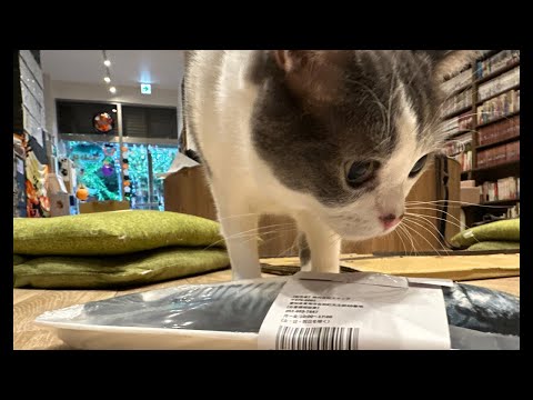 2023/10/18 Transmisión en vivo móvil Fiesta de juguetes Cats y Matatabi❗️🐱