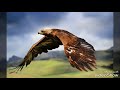 Las Aguilas andan solas los originales de san juan