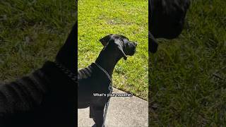 WHATS YOUR NAME #funny #dog #whatsyourname #boston