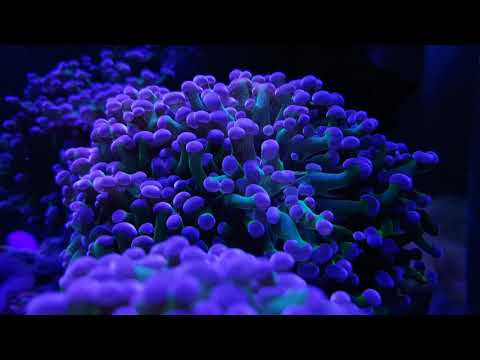 Akwarium morskie 300l reef tank