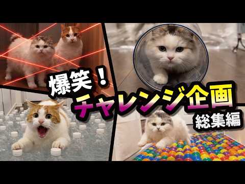 猫がちゅーるほしさに激ムズトラップにチャレンジ！大爆笑総集編ッッッ！！！