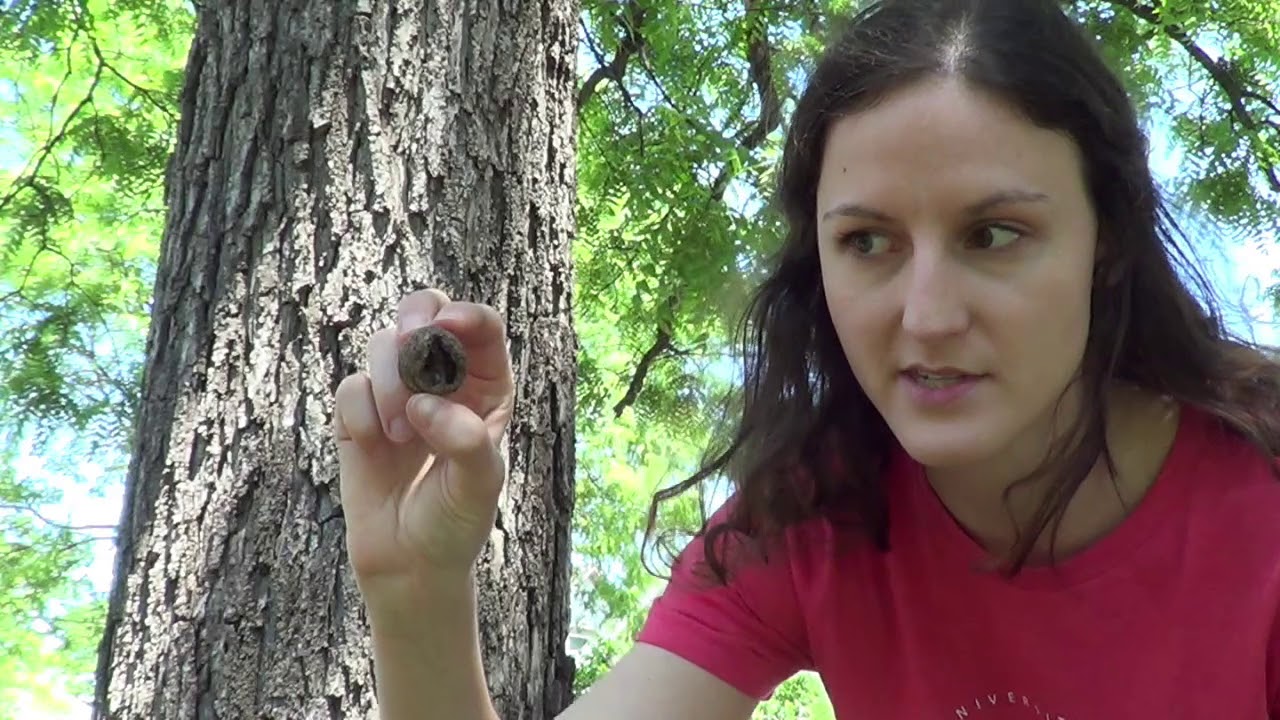 Tree identification: black walnut
