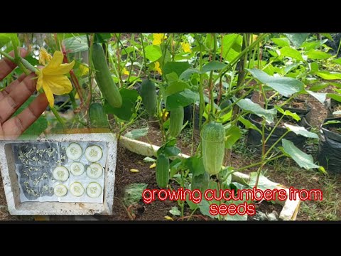 Mastering Cucumber Gardening: From Seed to Harvest | Ultimate Guide