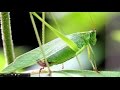 Understanding Insect Sounds: Nature's Orchestra