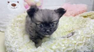 ハーフ犬の動画01