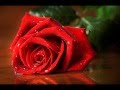 Роза красная 